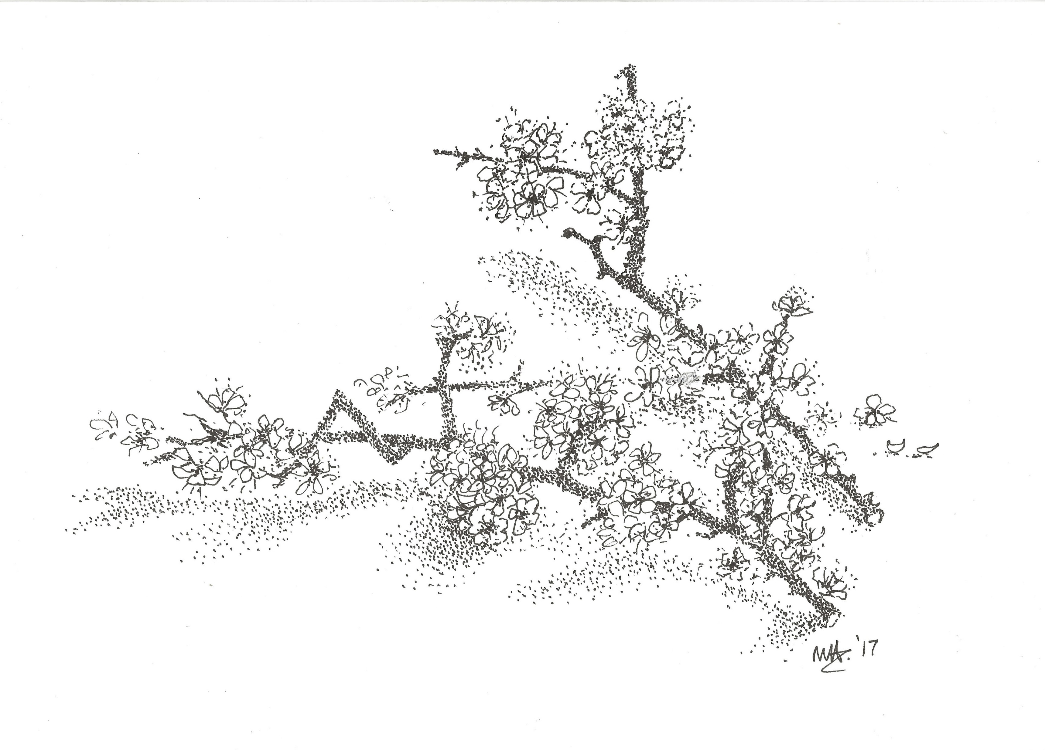 Blackthorn stippled drawing