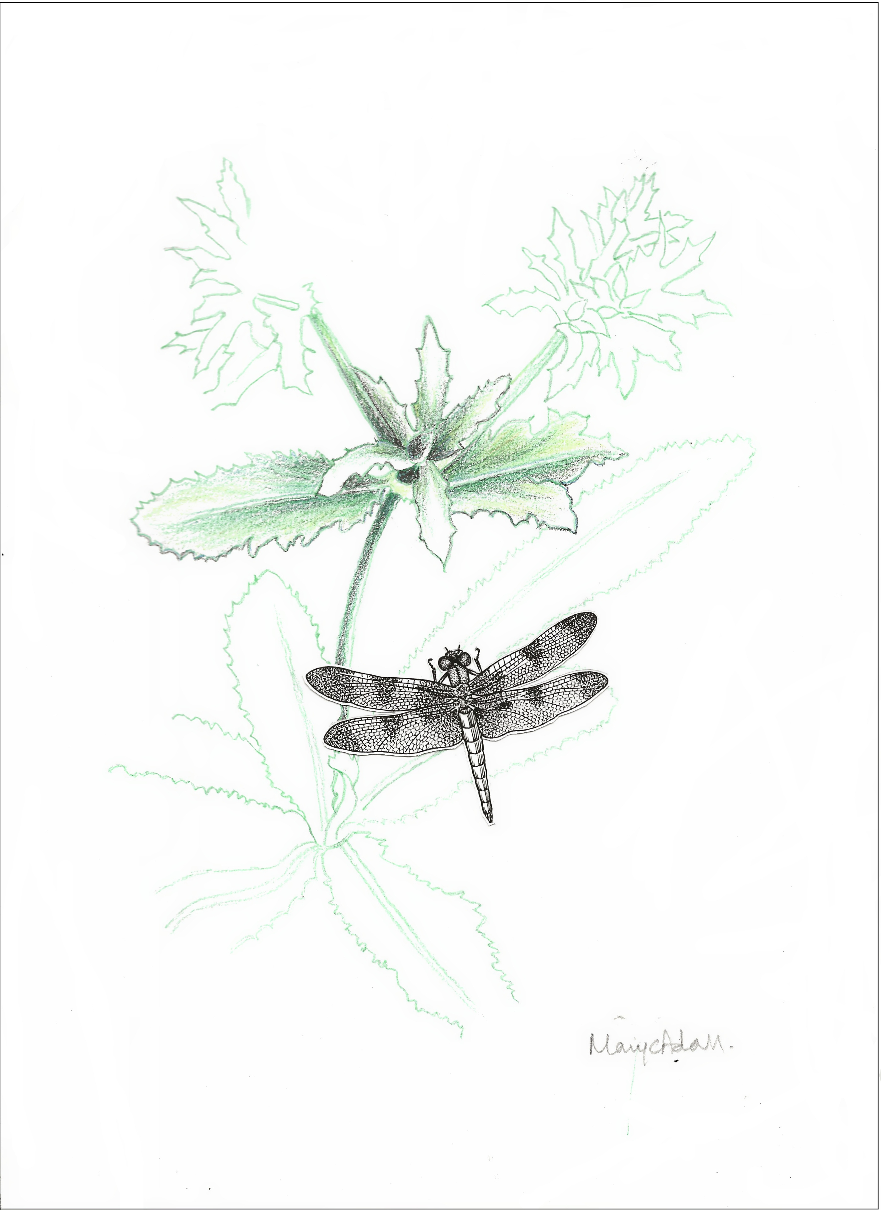 Plant Life collage by Mary Adam