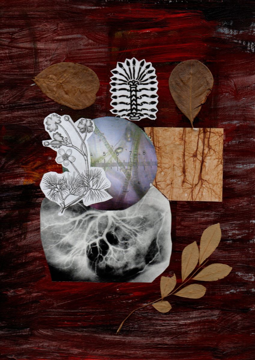 Plant-life-series collage by Mary Adam