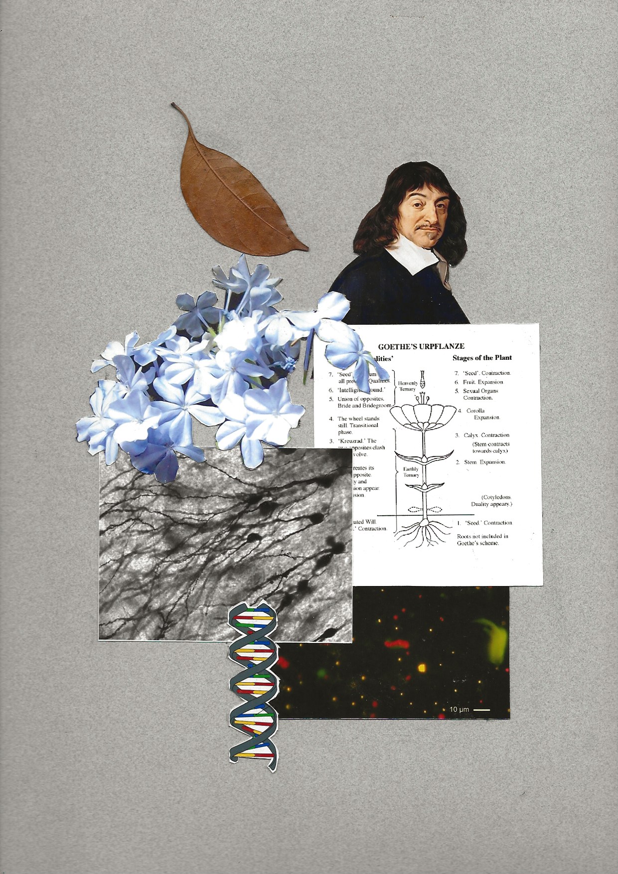 Plant-life-series collage by Mary Adam