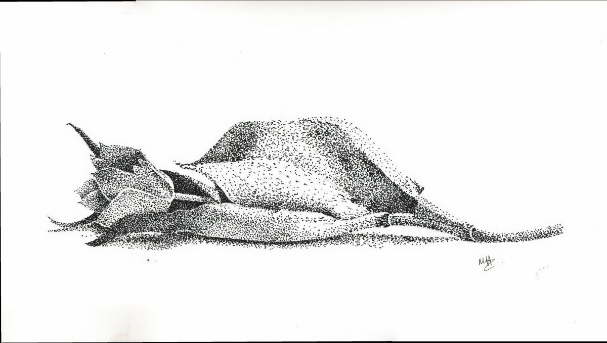 Tulip stippled drawing